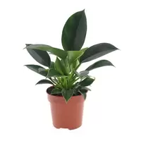 Philodendron Green Princess