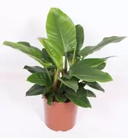 Philodendron Imperial green p27