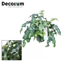 Phlebodium Aureum p17