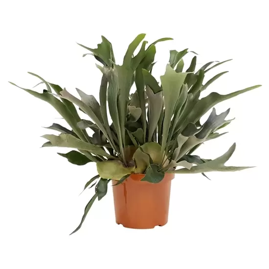 Platycerium Bifurcatum p26