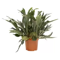 Platycerium Bifurcatum p26
