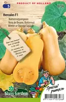 Pompoen Butternut Hercules F1