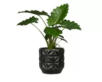 Pot linske d15h16cm zwart - afbeelding 2