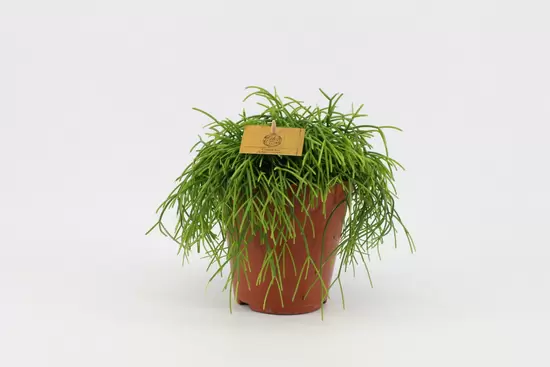 rhipsalis cassutha