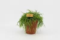 rhipsalis cassutha