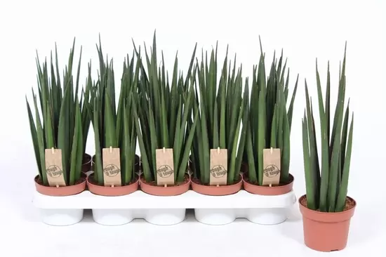 Sansevieria Katana