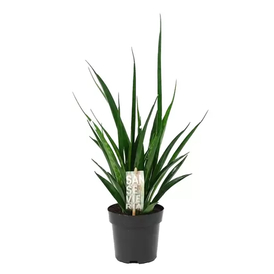 Sansevieria kirkii Friends