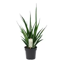 Sansevieria kirkii Friends