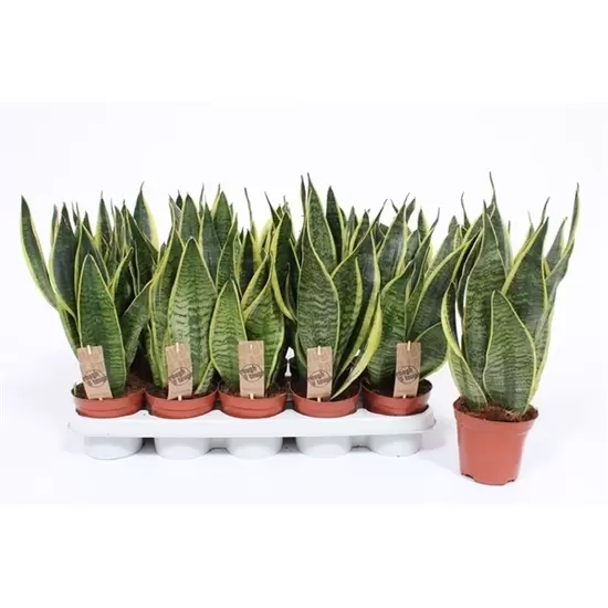 Sansevieria Superba