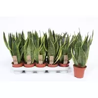 Sansevieria Superba