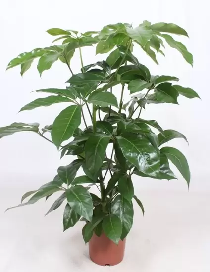 Schefflera Amate p24