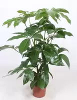 Schefflera Amate p24