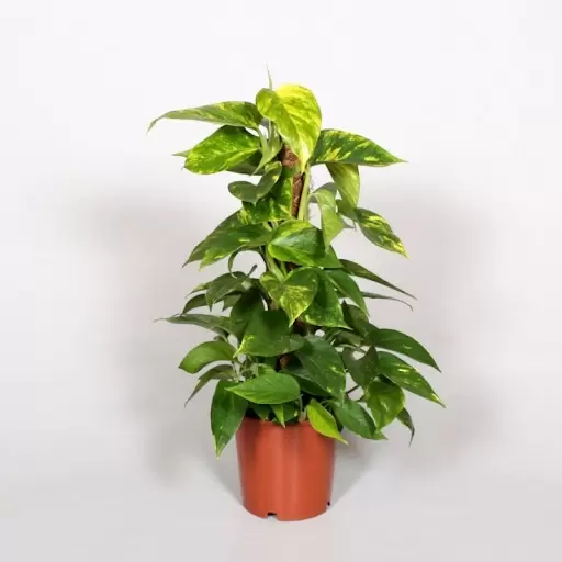 Scindapsus mosstok 50 cm