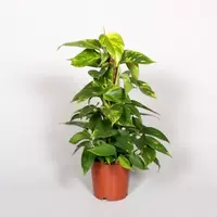 Scindapsus mosstok 50 cm