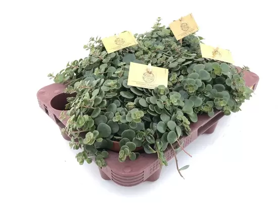 Sedum Tornado