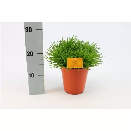 Senecio himalaya  P15