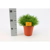Senecio himalaya  P15