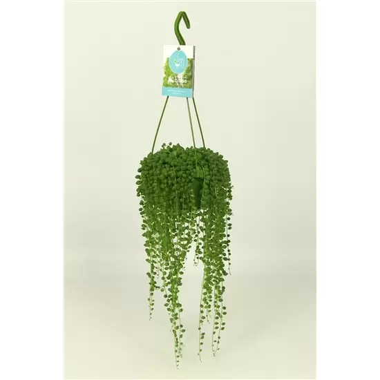 Senecio Rowleyanus in hangpot