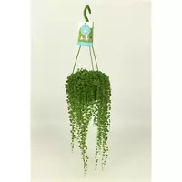 Senecio Rowleyanus in hangpot