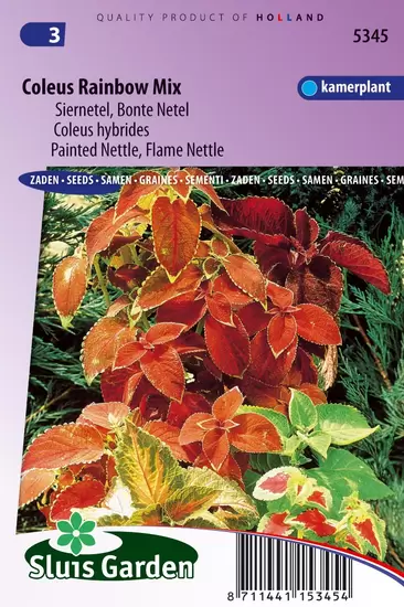 Siernetel Rainbow  mix, Market Growers quality (Coleus)