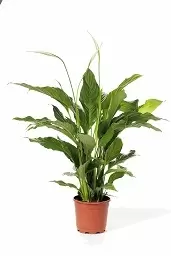 Spathiphyllum Bingo Cupido P17 ASP