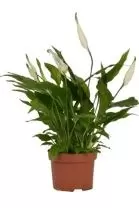 Spathiphyllum Chopin P10.5 ASP