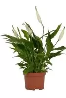 Spathiphyllum Chopin P10.5 ASP