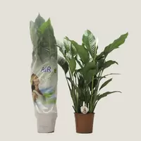 Spathiphyllum Sebastiano p24