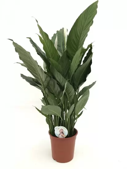 Spathiphyllum Sweet Lauretta ASP