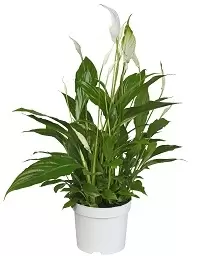 Spatiphyllum Bellini p13