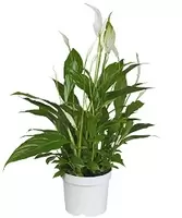 Spatiphyllum Bellini p13