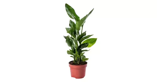 Strelitzia