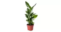 Strelitzia