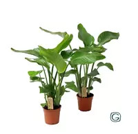 Strelitzia Nicolai p17