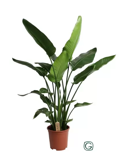 Strelitzia Nicolai p27