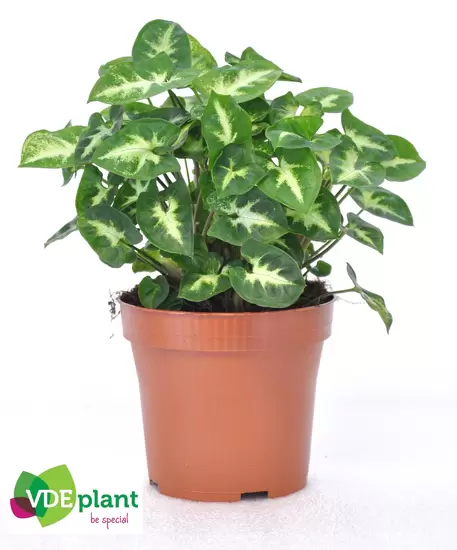 Syngonium Pixie