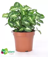 Syngonium Pixie