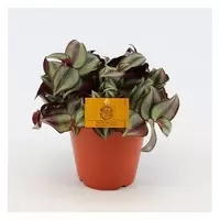 Tradescantia Zebrina p15 