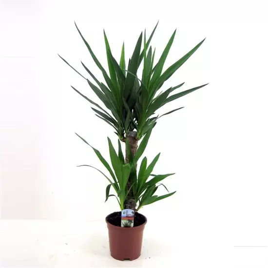 Yucca 45-20