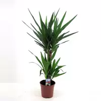 Yucca 45-20