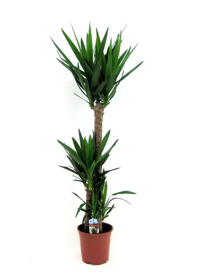 Yucca p24