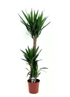 Yucca p24