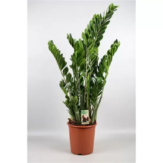 Zamioculcas p27 10+ veren