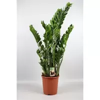 Zamioculcas p27 10+ veren