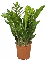 Zamioculcas pot 17 cm