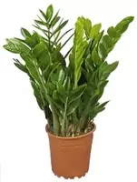 Zamioculcas pot 17 cm